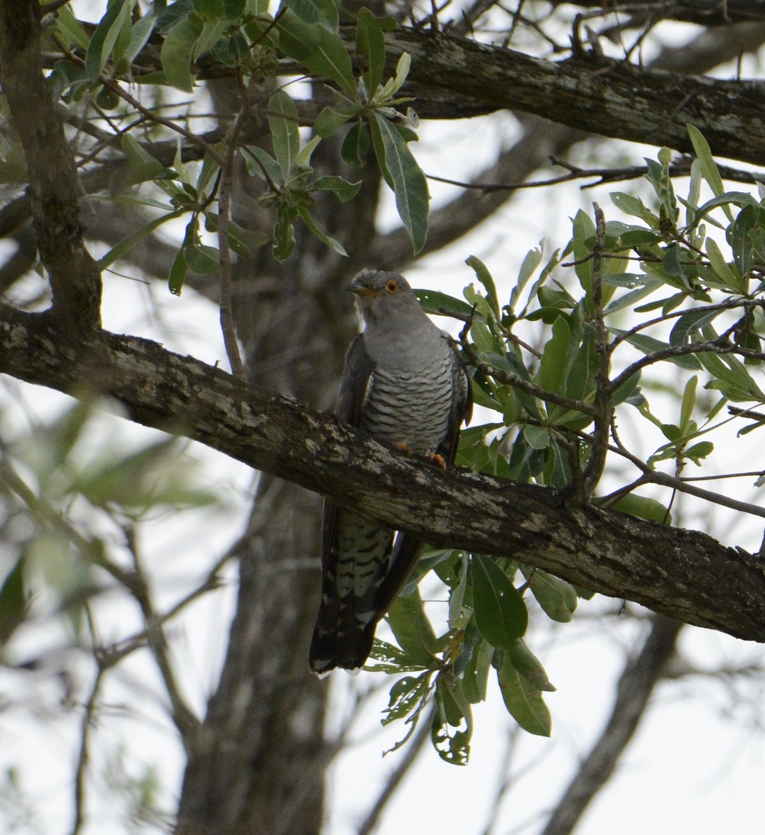 Coucou gris - ML114309441