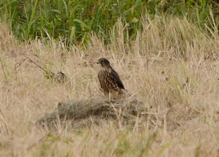 Merlin - John Gordinier