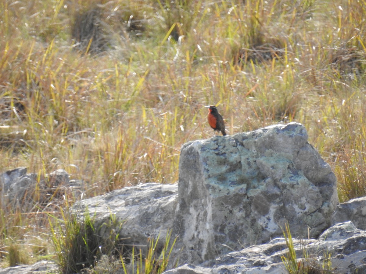 Long-tailed Meadowlark - ML114310271