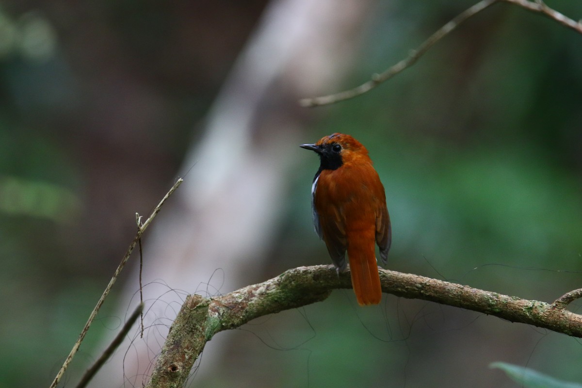 Okinawa Robin - Kuang-Ping Yu