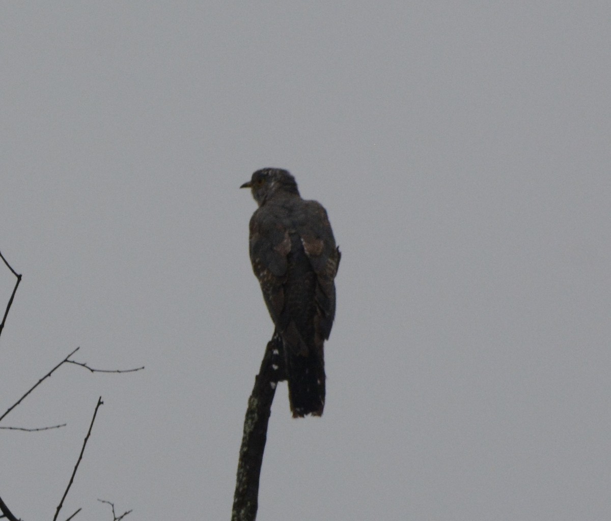 African Cuckoo - Taylor Abbott