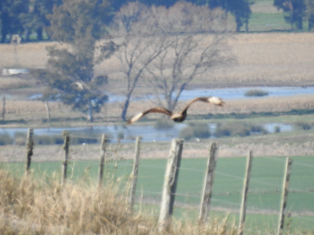 Caracara huppé (plancus) - ML114311251