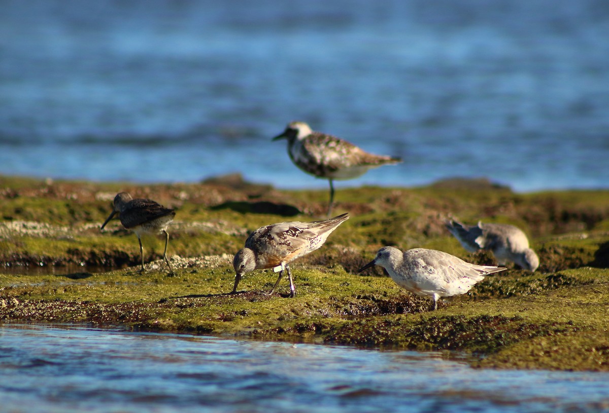 Red Knot - ML114311511