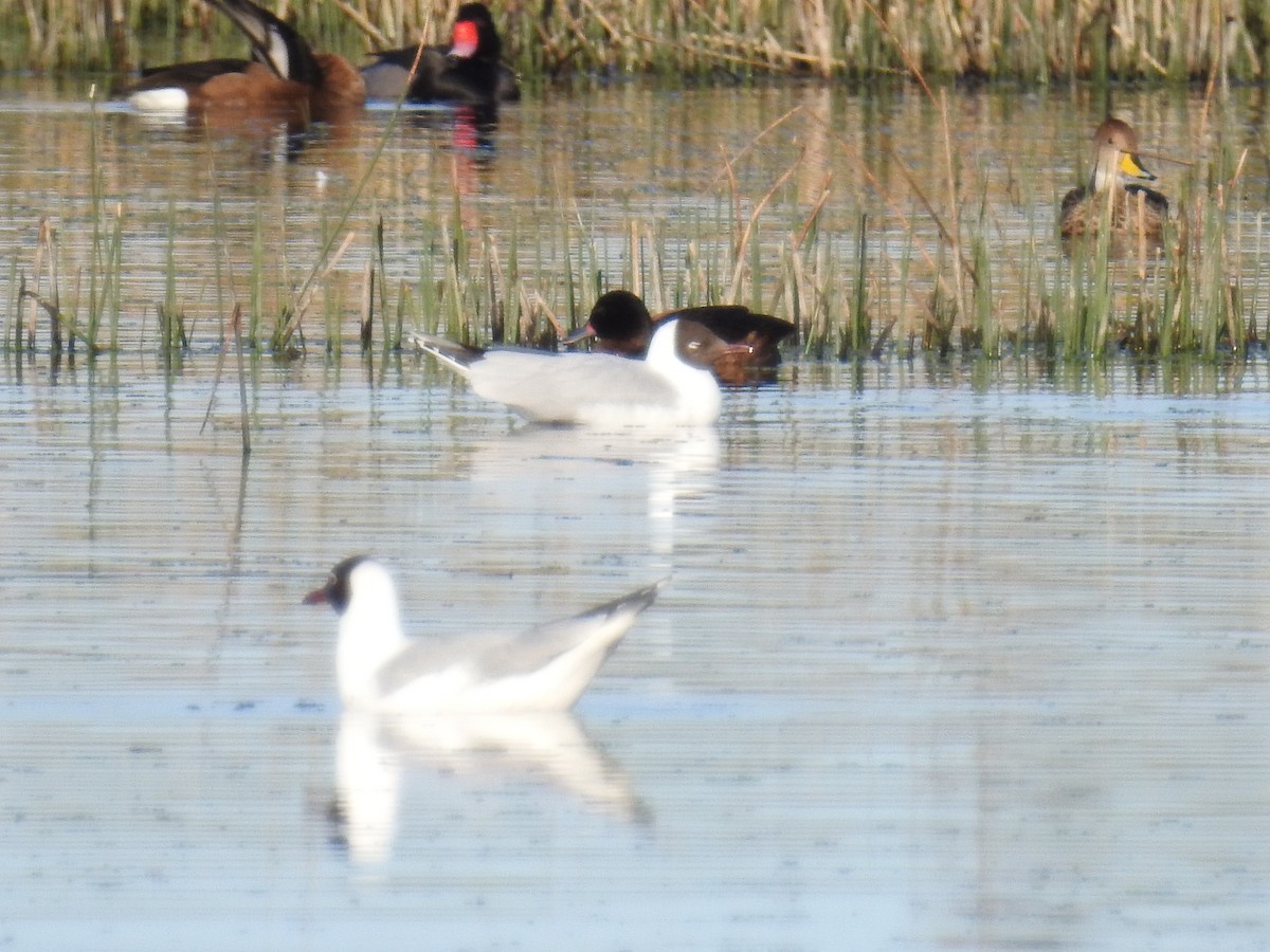 Brown-hooded Gull - ML114311731