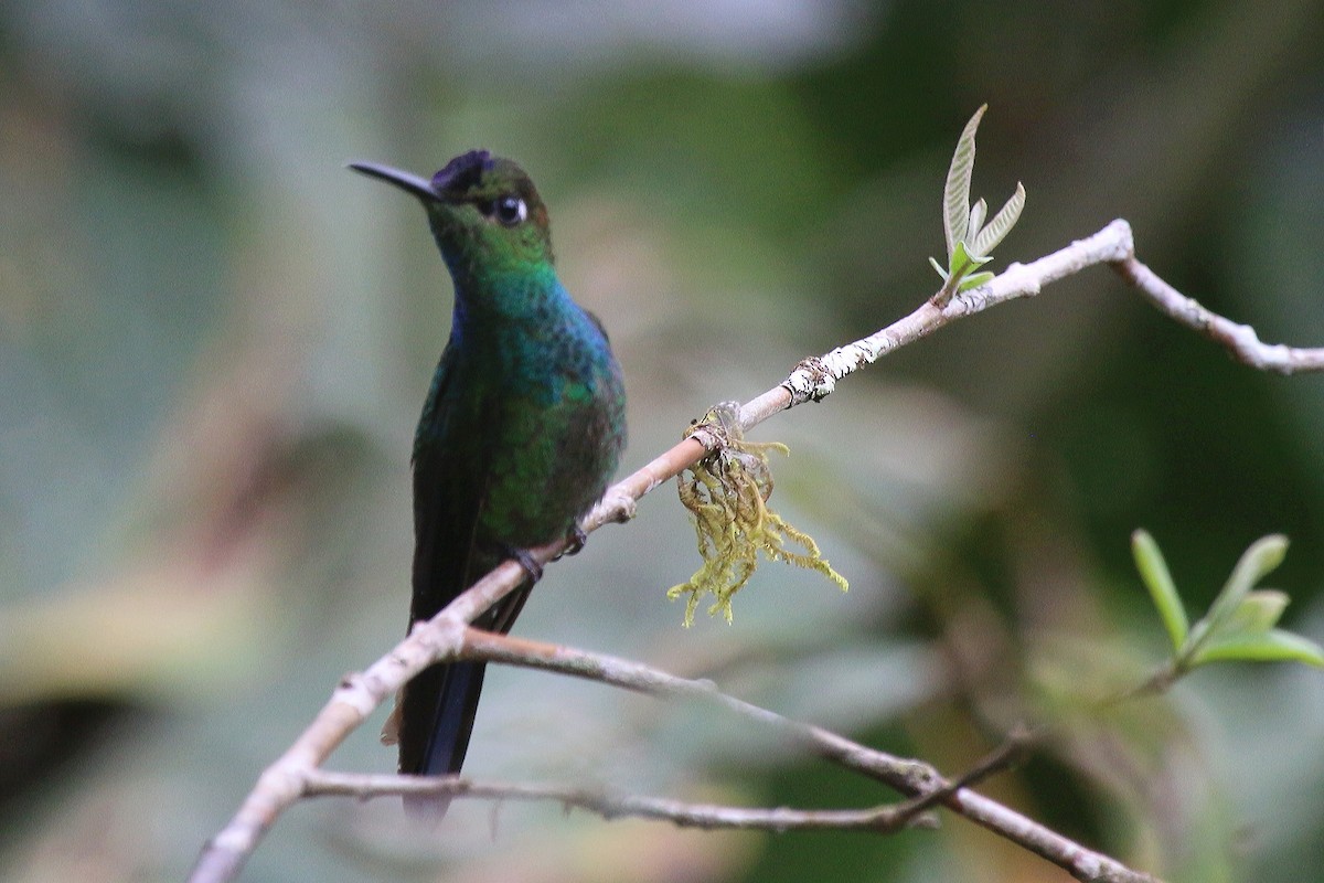 Violet-fronted Brilliant - John Sevenair