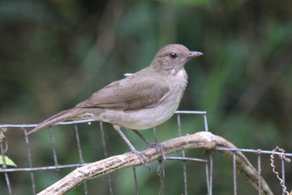 Black-billed Thrush - ML114315471