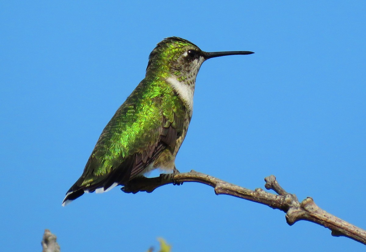 Ruby-throated Hummingbird - Mick ZERR