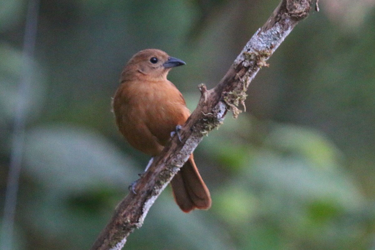 White-lined Tanager - ML114315601