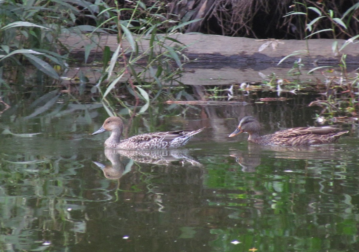 Northern Pintail - ML114315631