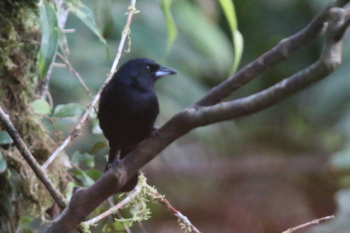 White-lined Tanager - John Sevenair