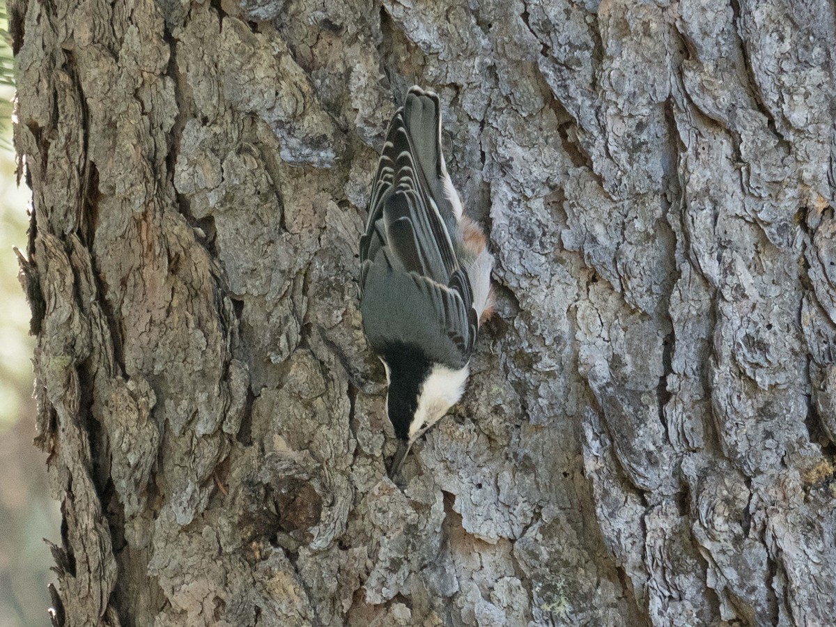 White-breasted Nuthatch - ML114315951
