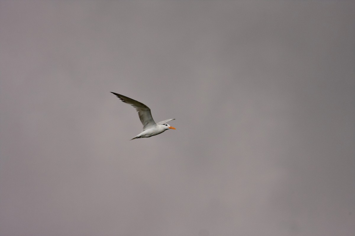 Royal Tern - ML114315991