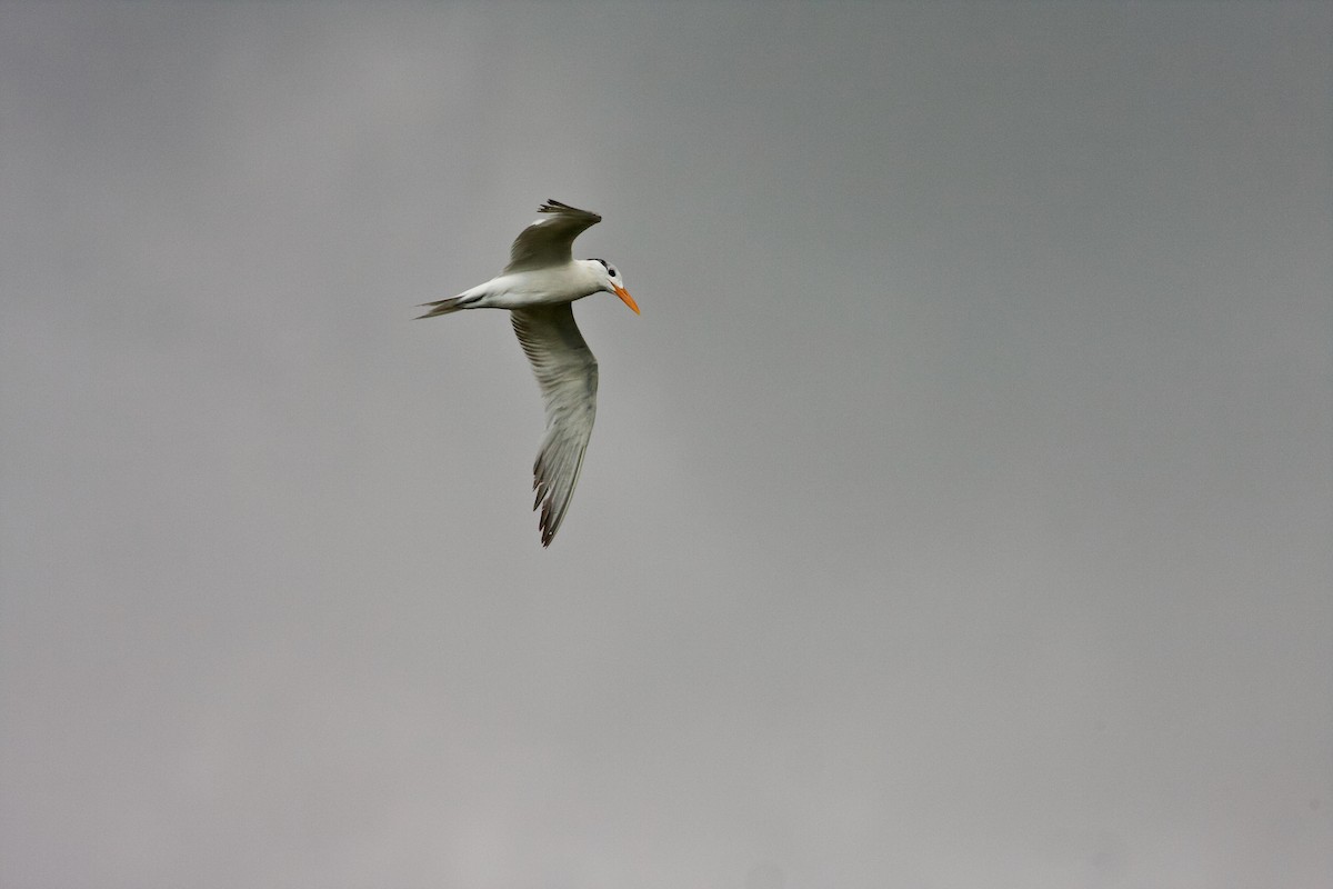 Royal Tern - Matt Brady