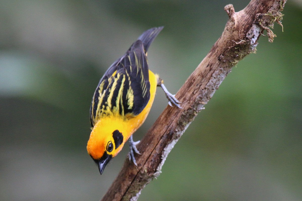 Golden Tanager - John Sevenair