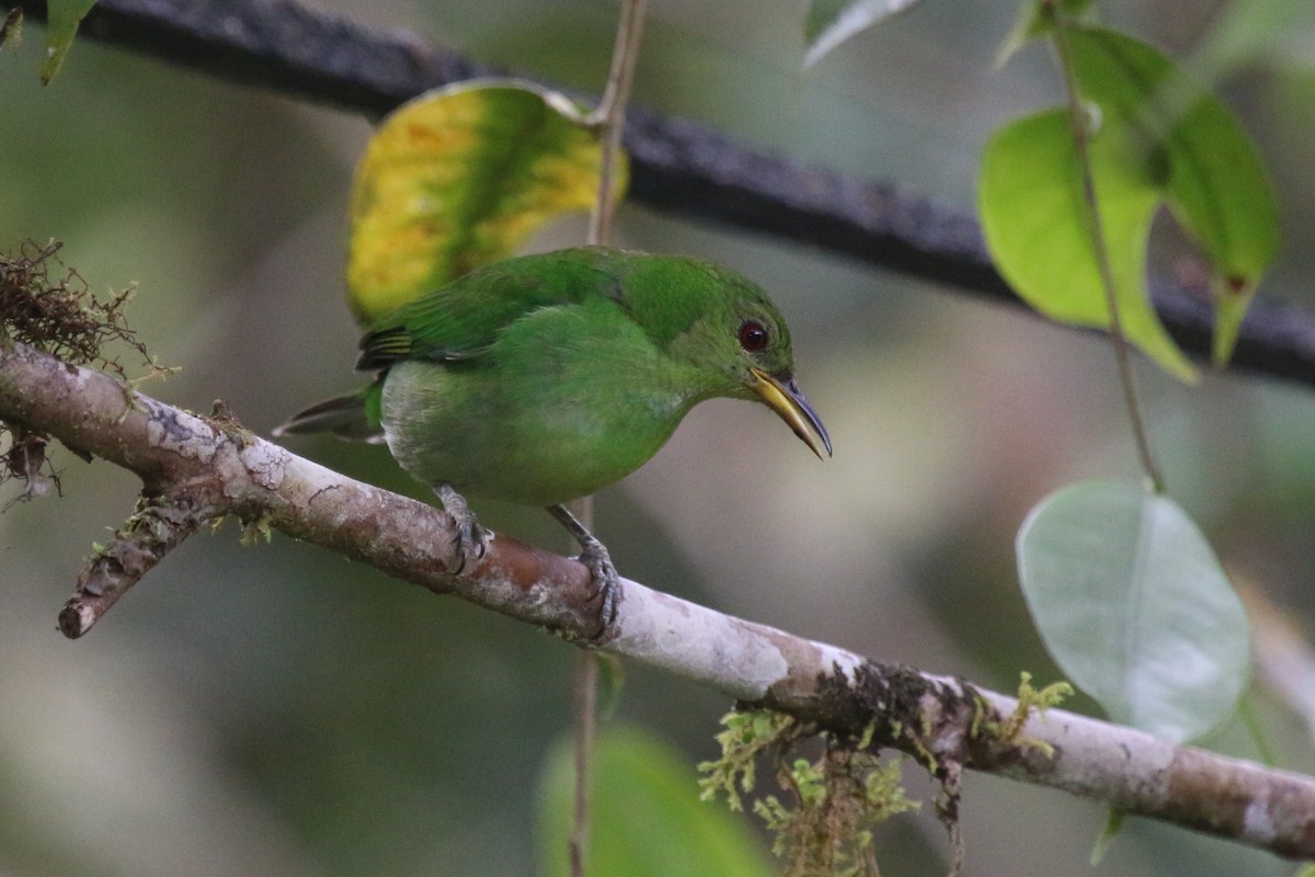 Green Honeycreeper - ML114316611