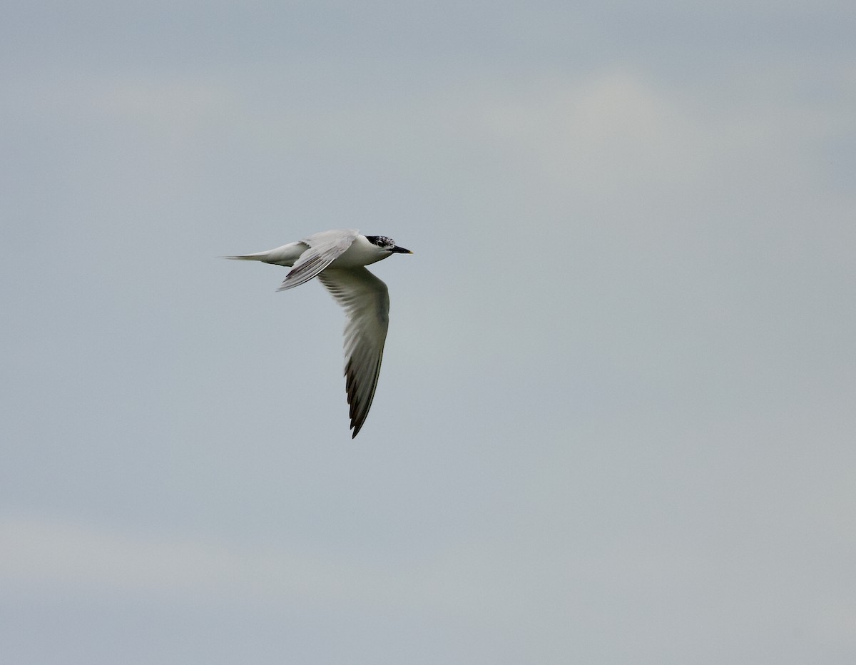 Sandwich Tern - Matt Brady