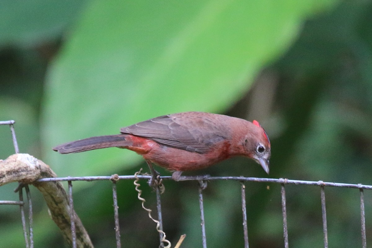 Red-crested Finch - John Sevenair
