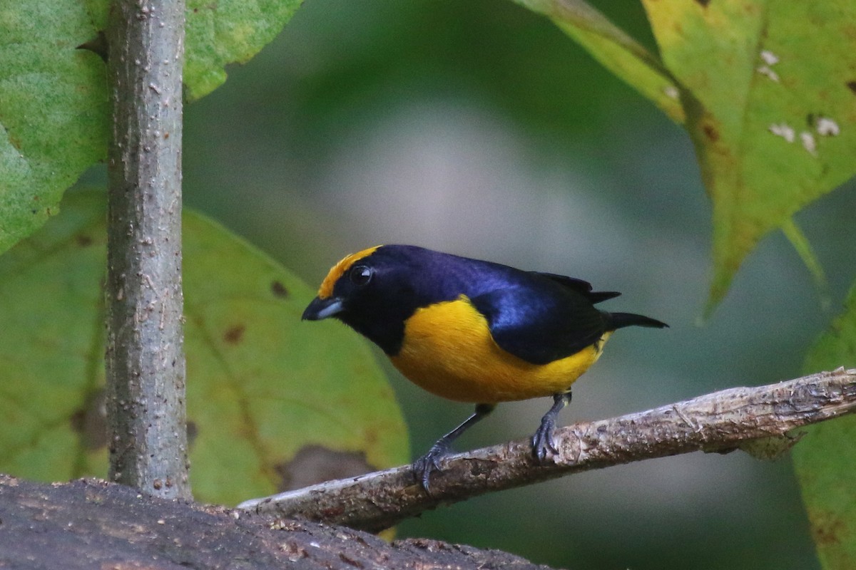 Orange-bellied Euphonia - John Sevenair