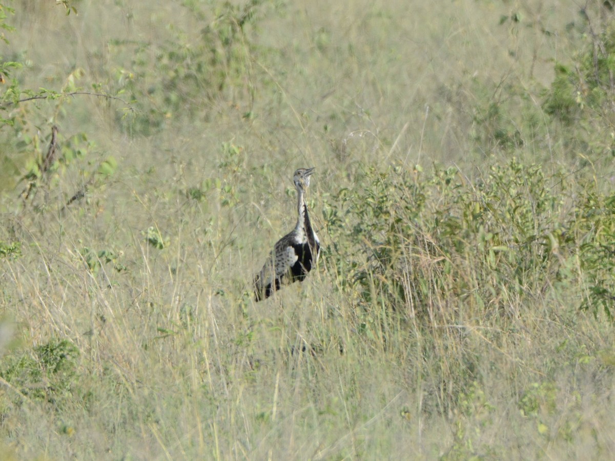 Black-bellied Bustard - ML114319061