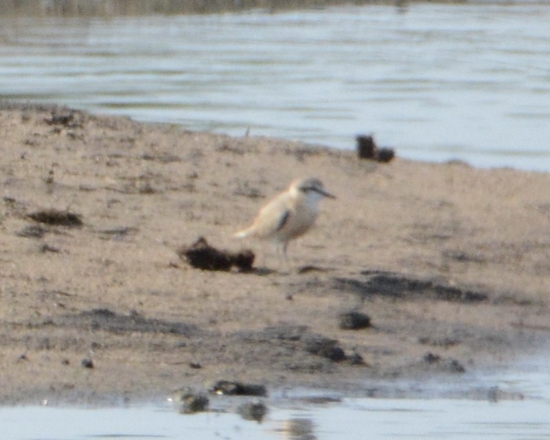 White-fronted Plover - Taylor Abbott