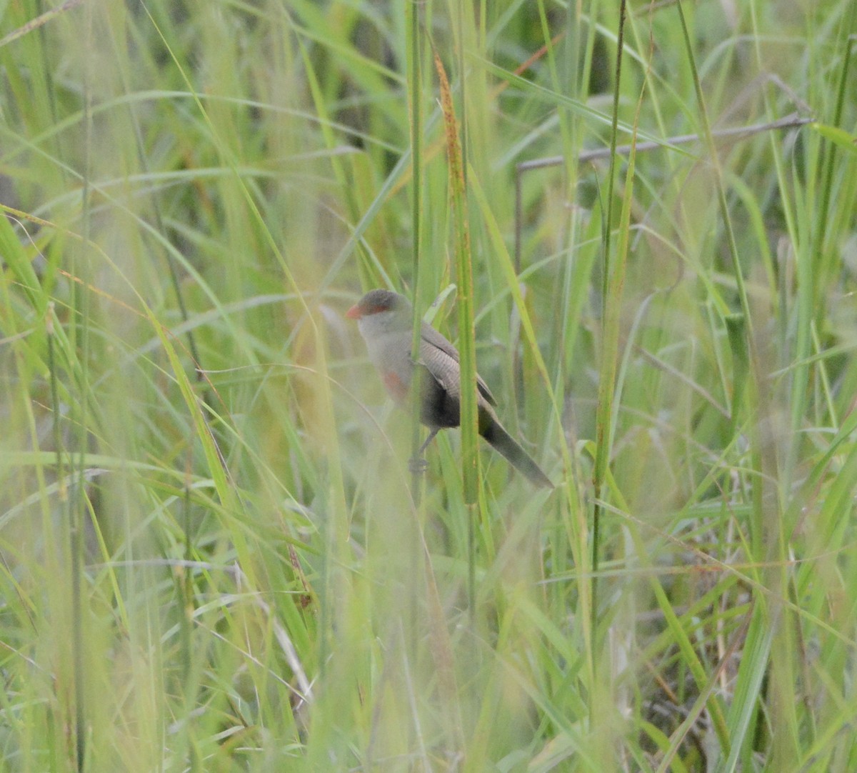 Common Waxbill - ML114319281