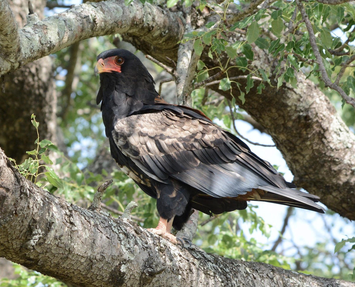 Bateleur - Taylor Abbott