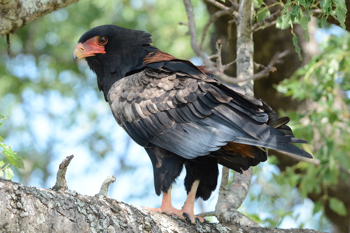 Bateleur - Taylor Abbott