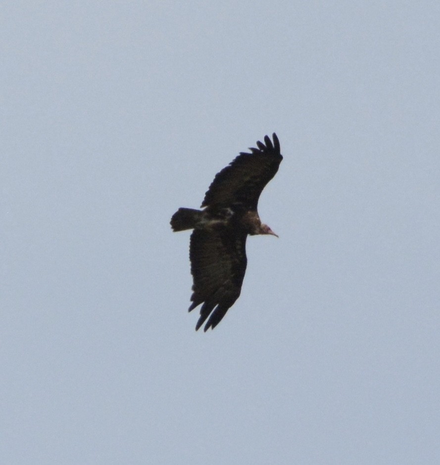 Hooded Vulture - ML114319661