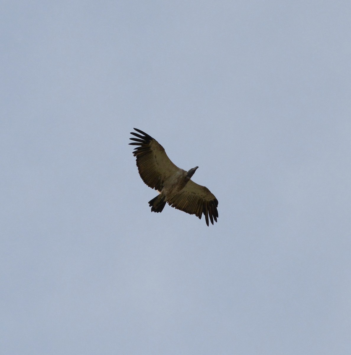 White-backed Vulture - ML114319681