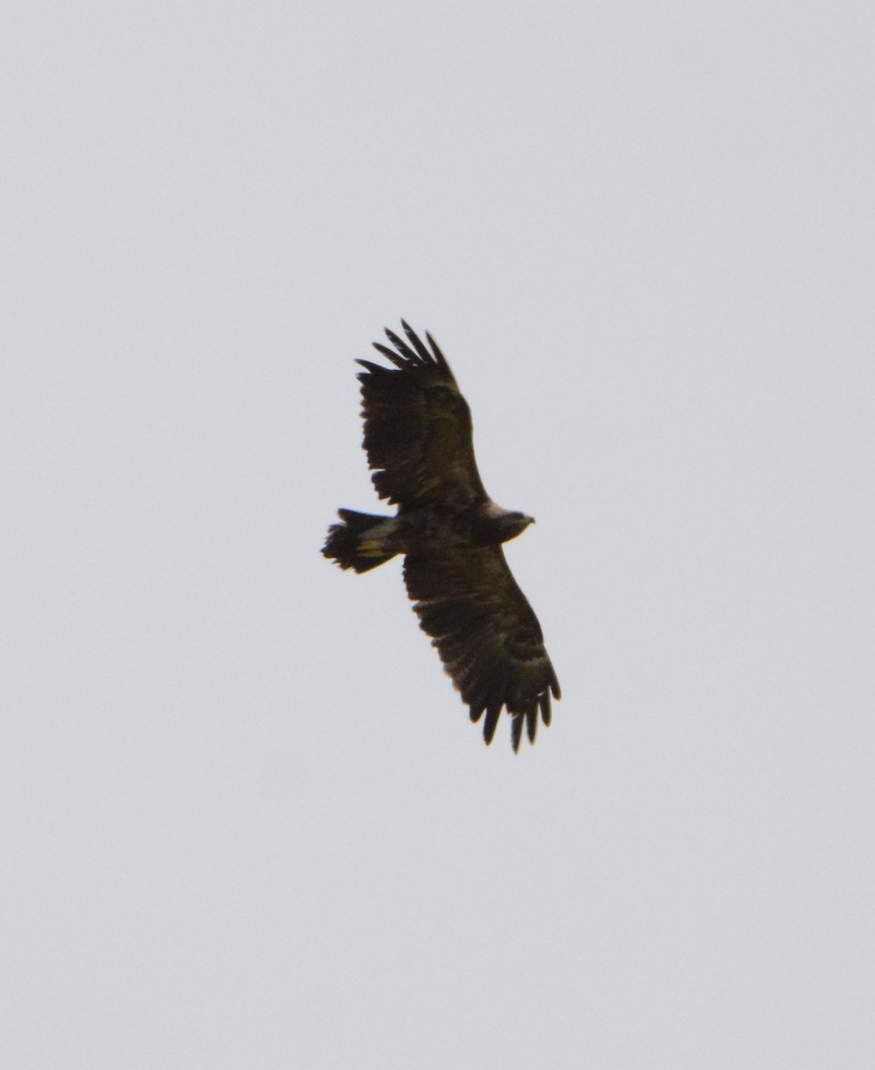 Águila Esteparia - ML114319921