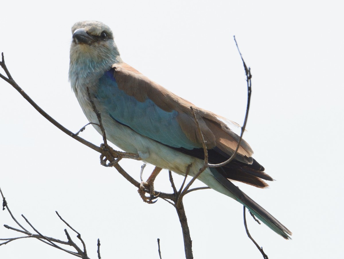 European Roller - ML114320061