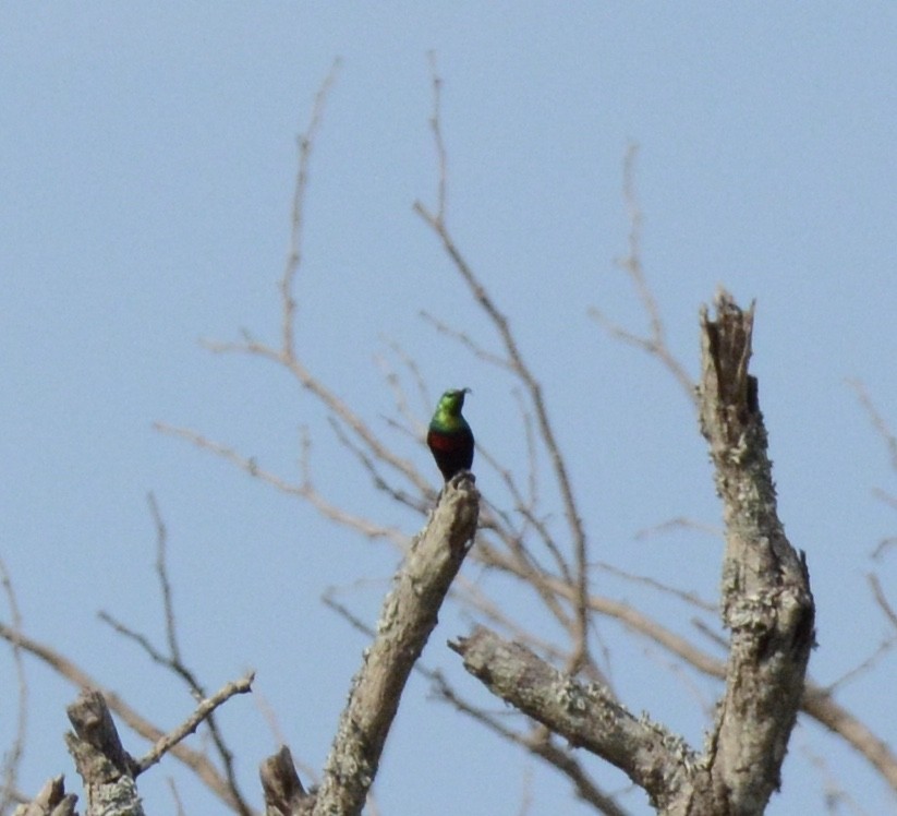 Bindennektarvogel - ML114320181