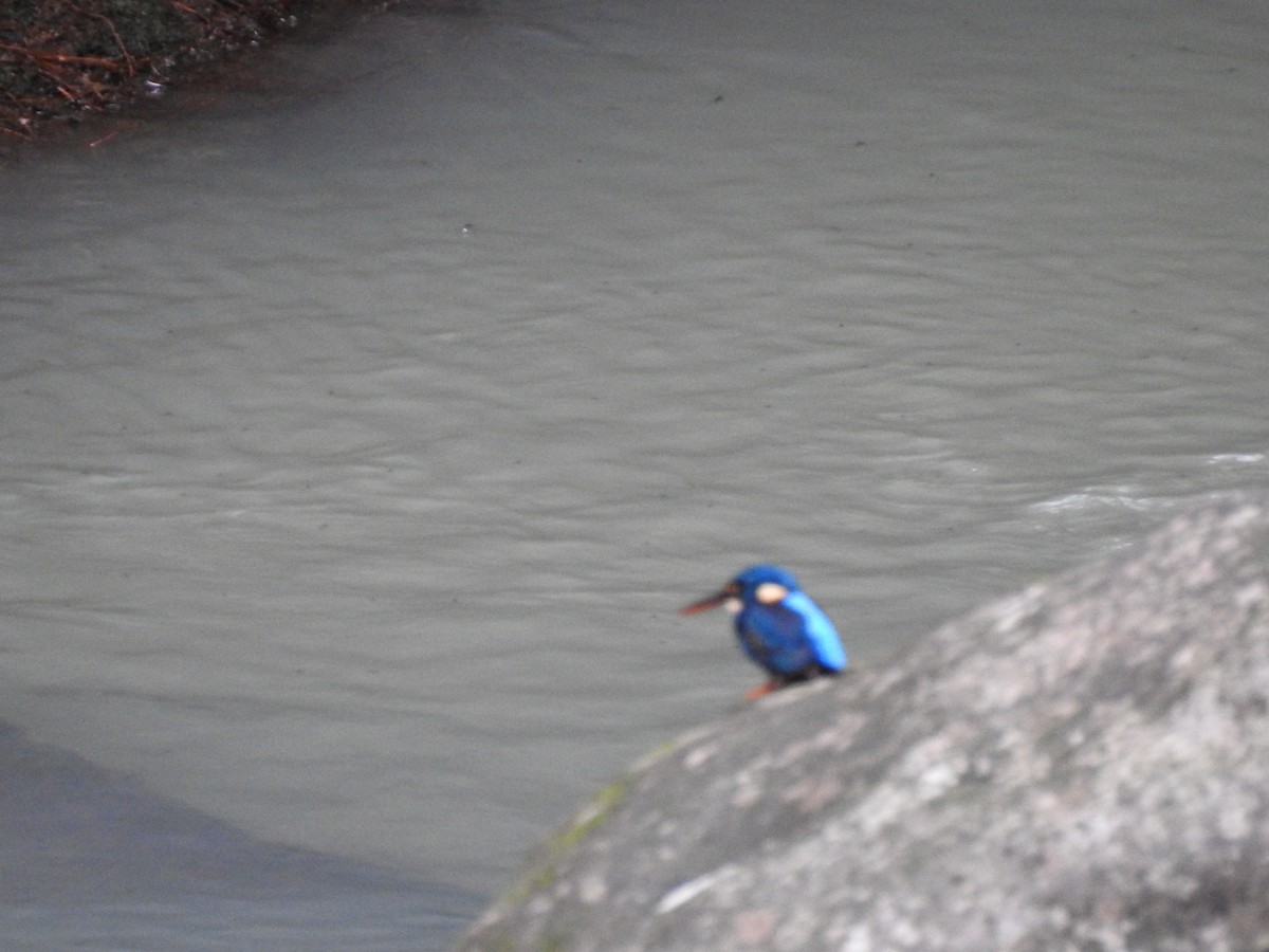 Martin-pêcheur à poitrine bleue - ML114320351