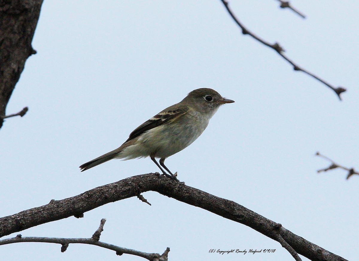 Least Flycatcher - ML114320911