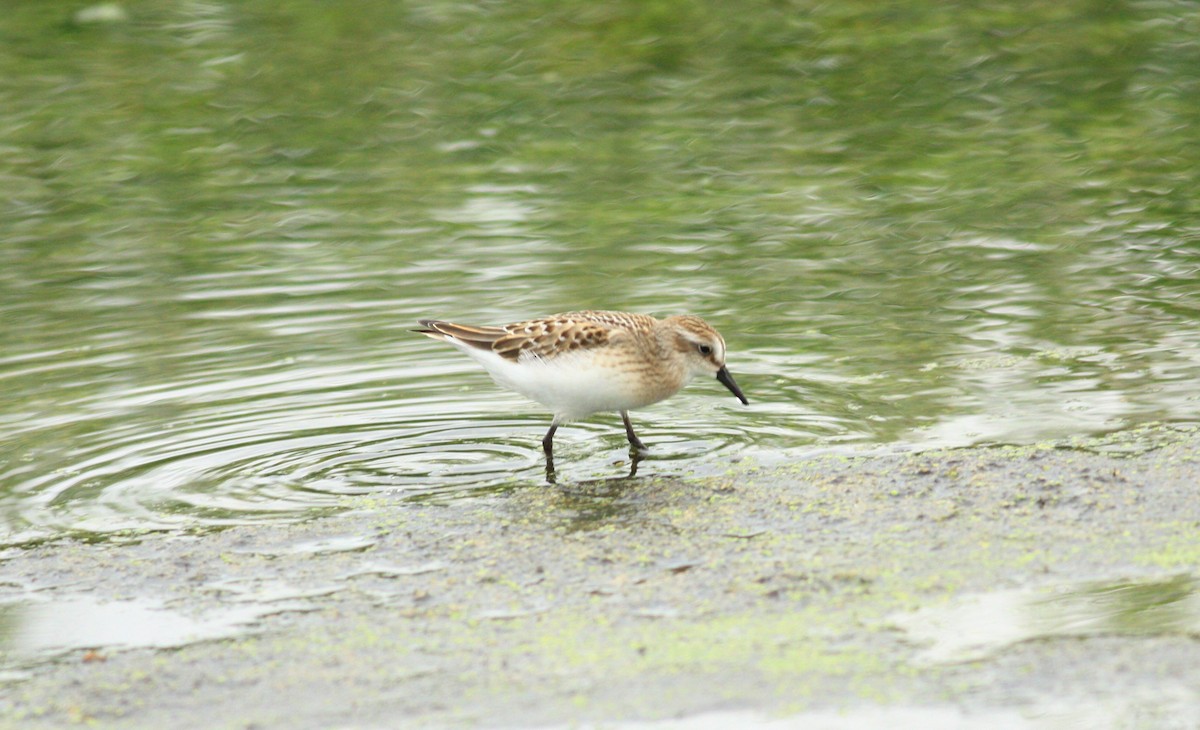 Least Sandpiper - ML114321111