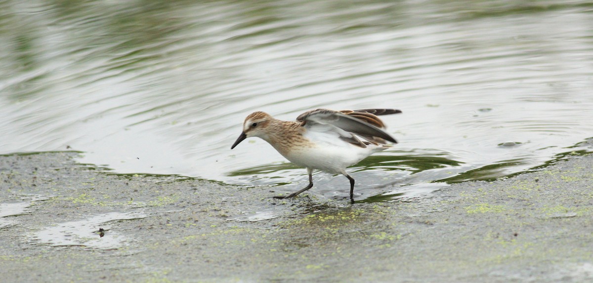 Least Sandpiper - ML114321121