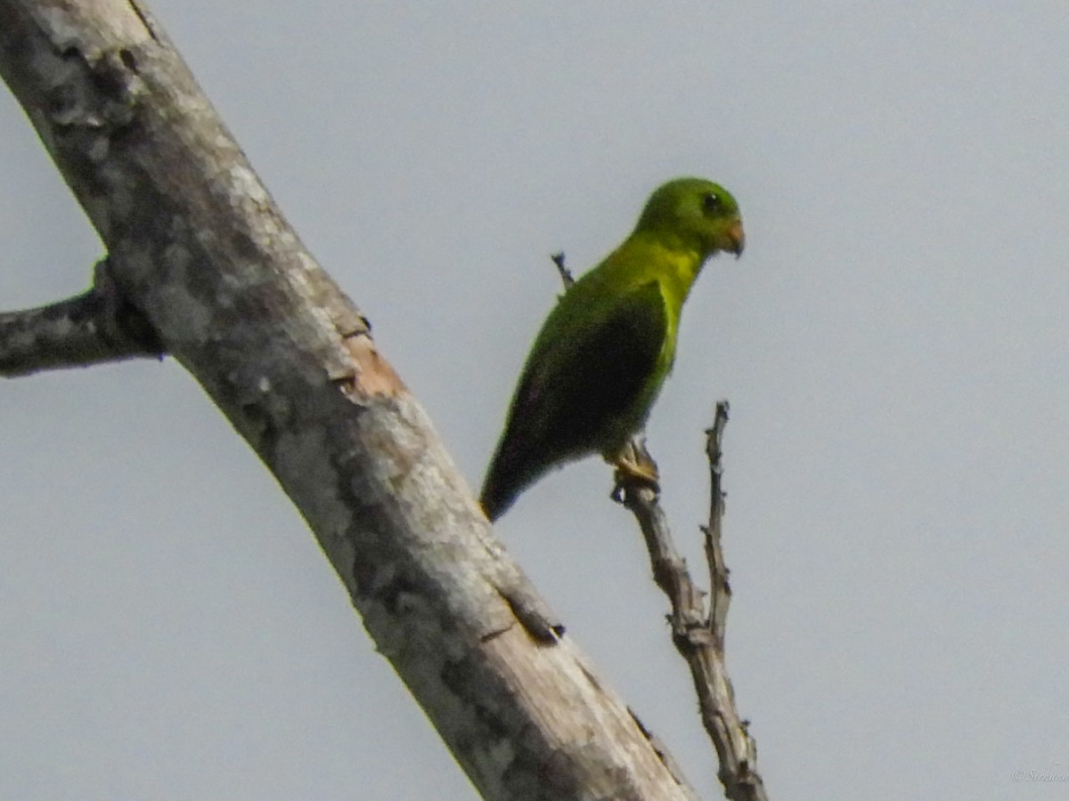 Blue-crowned Hanging-Parrot - ML114323101