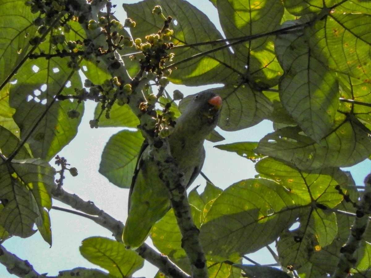 Blue-rumped Parrot - ML114323211