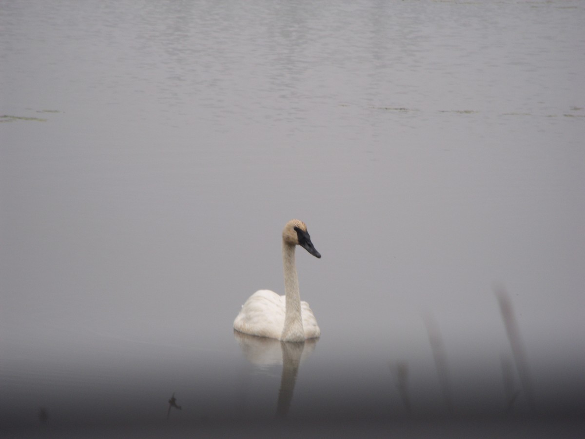 Trumpeter Swan - ML114324181