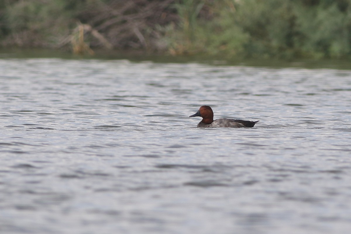 Common Pochard - ML114324831