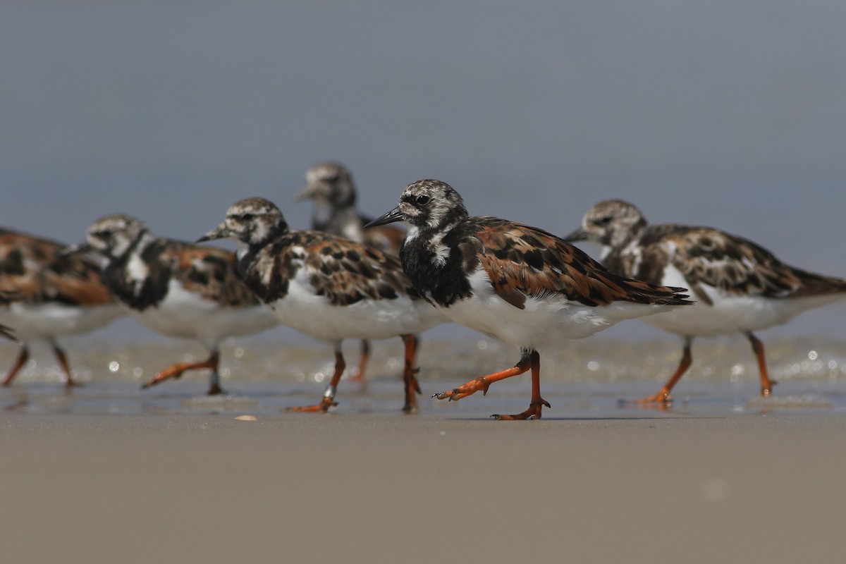 Ruddy Turnstone - ML114325391