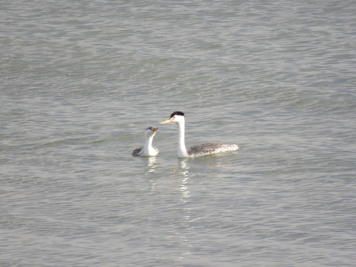 Clark's Grebe - ML114325481