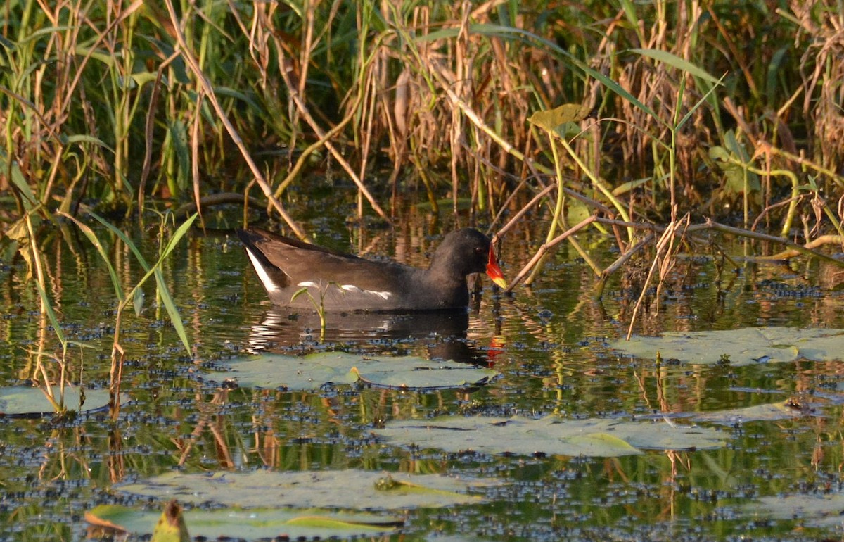 Eurasian Moorhen - ML114325811