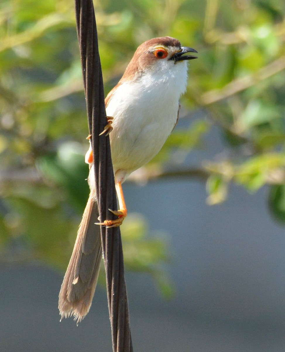 Yellow-eyed Babbler - RK Balaji