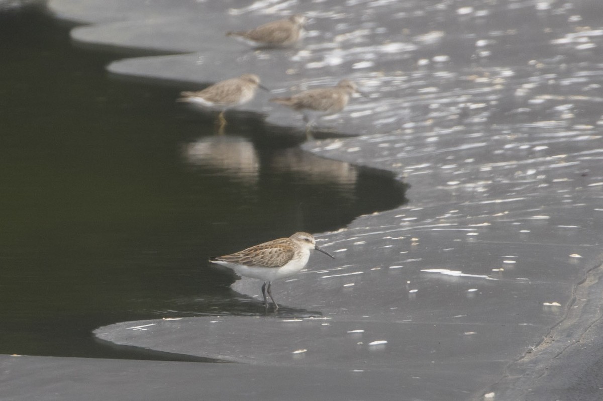 Western Sandpiper - ML114326481