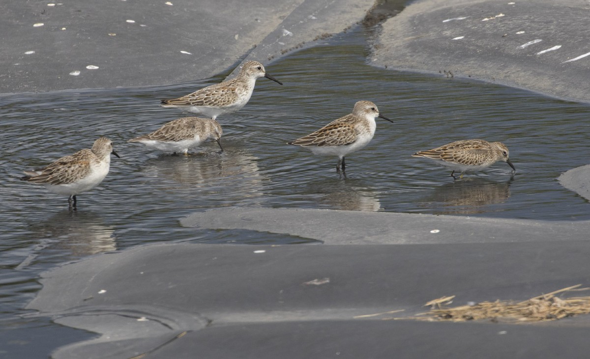 Western Sandpiper - Michael Todd