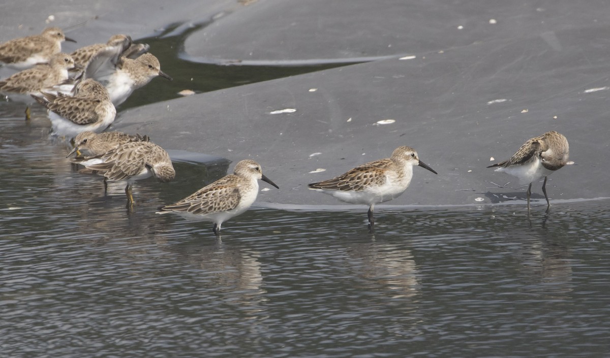 Western Sandpiper - Michael Todd