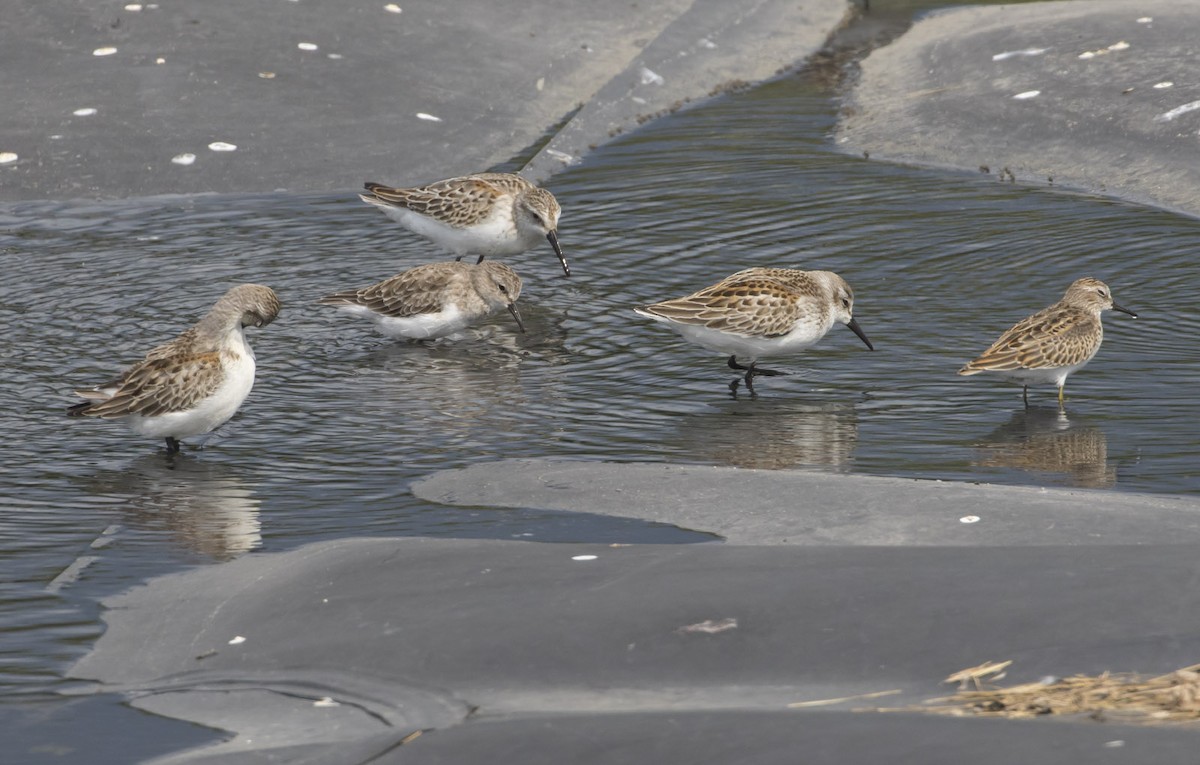 Western Sandpiper - ML114326511