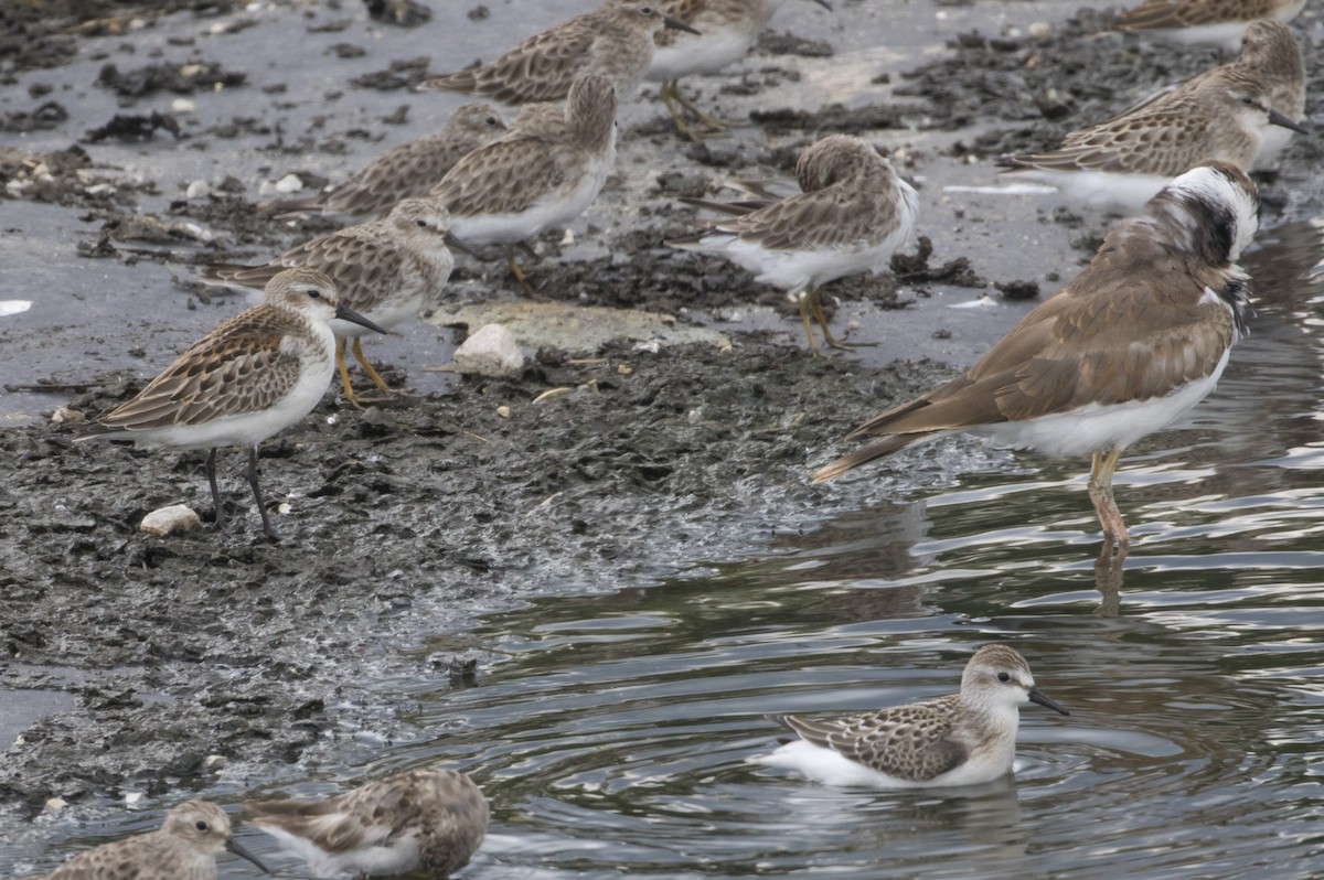 Western Sandpiper - ML114326531