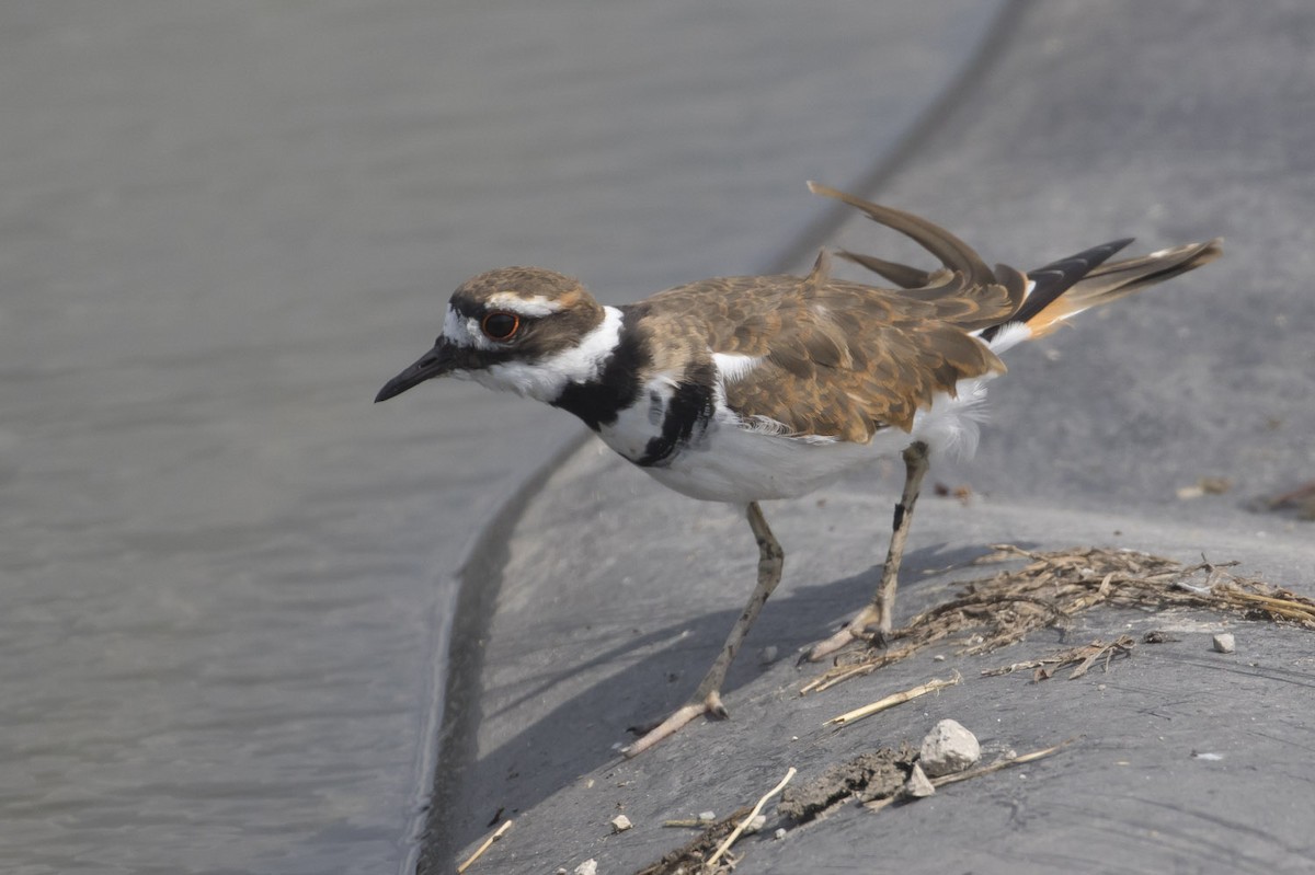 Killdeer - Michael Todd